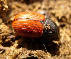 Attēlu rezultāti vaicājumam “Aphodius subterraneus”