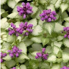 Attēlu rezultāti vaicājumam “Lamium”
