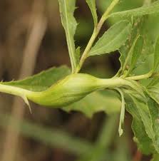 Attēlu rezultāti vaicājumam “Urophora cardui”