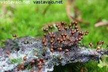 Attēlu rezultāti vaicājumam “Trichia erecta spores”