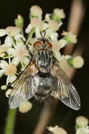 Attēlu rezultāti vaicājumam “Sarcophaga carnaria”