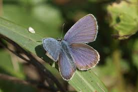 Attēlu rezultāti vaicājumam “Plebejus argyrognomon”
