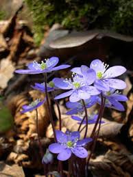 Attēlu rezultāti vaicājumam “Hepatica nobilis fruit”