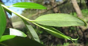 Attēlu rezultāti vaicājumam “Salix x fragilis”