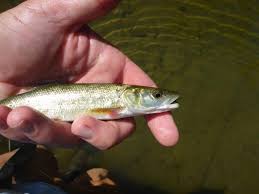 Image result for Ptychocheilus grandis