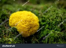 Attēlu rezultāti vaicājumam “Fuligo cinerea”