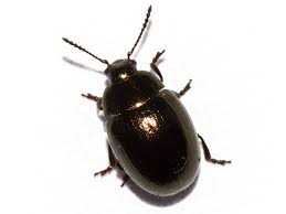 Attēlu rezultāti vaicājumam “Phaedon cochleariae”