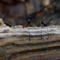 Attēlu rezultāti vaicājumam “Comatricha fragilis”