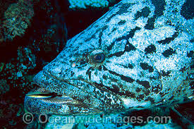 Image result for Epinephelus tukula