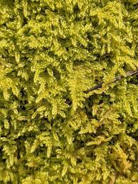 Attēlu rezultāti vaicājumam “Ctenidium molluscum”