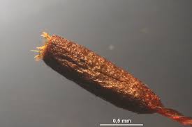 Attēlu rezultāti vaicājumam “Bryoerythrophyllum recurvirostrum”