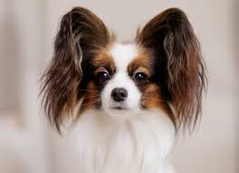 Image result for papillon