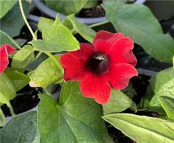 Image result for schwarzäugige Susanne