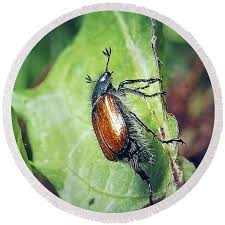 Attēlu rezultāti vaicājumam “Phyllopertha horticola”