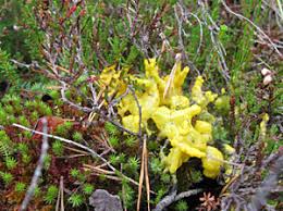 Attēlu rezultāti vaicājumam “Badhamia lilacina plasmodium”