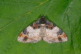 Attēlu rezultāti vaicājumam “Catarhoe cuculata”