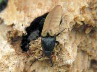 Attēlu rezultāti vaicājumam “Bolitophagus reticulatus larva”