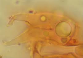 Attēlu rezultāti vaicājumam “Tremellodendropsis tuberosa”