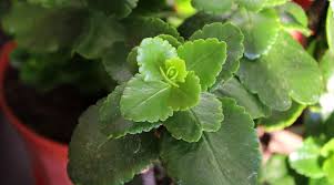 Image result for Kalanchoe blossfeldiana
