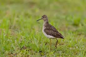 Attēlu rezultāti vaicājumam “Tringa glareola adult”