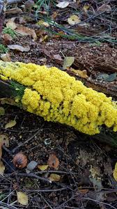 Attēlu rezultāti vaicājumam “Fuligo septica cf. rufa plasmodium”