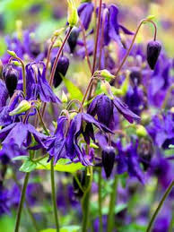 Attēlu rezultāti vaicājumam “Aquilegia vulgaris flower”
