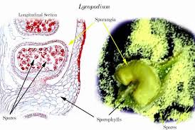 Attēlu rezultāti vaicājumam “Lignydium muscorum spores”