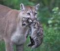 Cougars