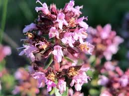 Attēlu rezultāti vaicājumam “Thymus pulegioides flower”