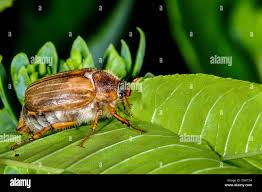 Attēlu rezultāti vaicājumam “Melolontha hippocastani imago”