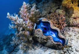 Image result for tridacna