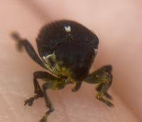 Attēlu rezultāti vaicājumam “Mononychus punctumalbum”