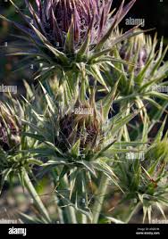 Image result for Ptilostemon afer