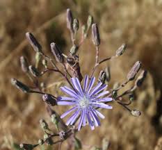 Attēlu rezultāti vaicājumam “Lactuca tatarica flower”