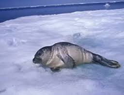 Image result for Pusa hispida