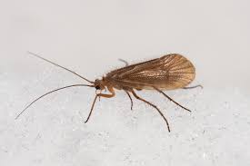 Attēlu rezultāti vaicājumam “Chaetopteryx villosa”