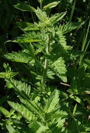 Attēlu rezultāti vaicājumam “Lycopus europaeus”