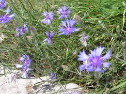 Attēlu rezultāti vaicājumam “Cyanus segetum”