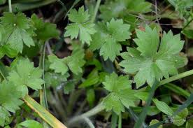 Attēlu rezultāti vaicājumam “Ranunculus cassubicus leaf”
