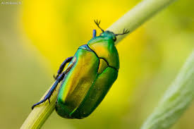 Attēlu rezultāti vaicājumam “Potosia cuprea”