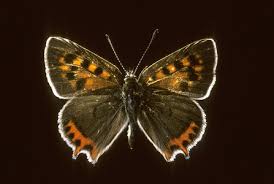 Attēlu rezultāti vaicājumam “Lycaena dispar female”