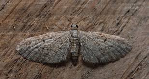 Attēlu rezultāti vaicājumam “Eupithecia subumbrata”