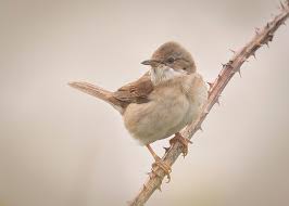 Attēlu rezultāti vaicājumam “Sylvia communis”