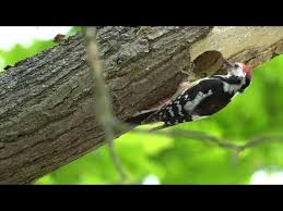 Attēlu rezultāti vaicājumam “Dendrocopos medius nest”