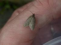 Attēlu rezultāti vaicājumam “Luquetia lobella”