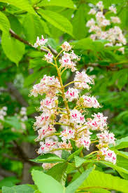 Attēlu rezultāti vaicājumam “Aesculus hippocastanum flower”