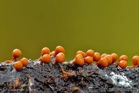 Attēlu rezultāti vaicājumam “Trichia varia”