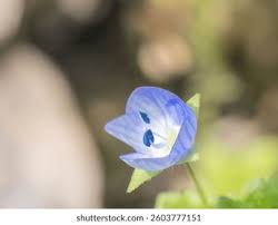 Attēlu rezultāti vaicājumam “Veronica persica flower”