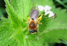 Attēlu rezultāti vaicājumam “Andrena haemorrhoa female”
