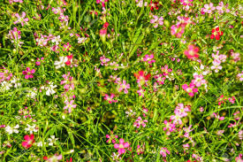 Attēlu rezultāti vaicājumam “Gypsophila muralis flower”